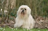 LHASSA APSO 201